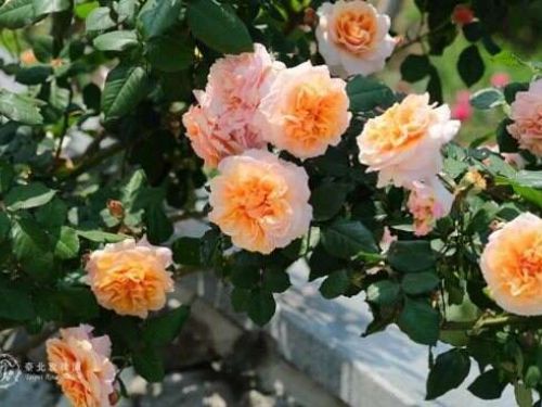 四天連假何處去？臺北玫瑰展第三週正盛開，20萬人次爭睹春季花海盛典！