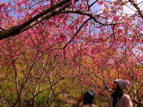 新社櫻花季二月初開跑！ 中市觀旅局邀賞花、順遊燈會一睹女媧風采