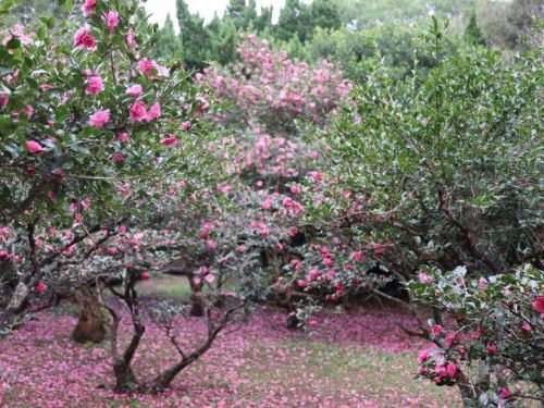 陽明山秋冬三原色 銀杏、楓葉、茶梅共繪美景