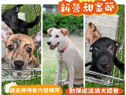 新營甜蜜節「寵叢奇遇記」11月30日南瀛綠都心公園登場 氣墊樂園、闖關遊戲、黃瑪瑪人偶見面會 要讓民眾樂翻天