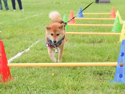 2024臺北動保教育月歡樂開跑！毛孩健康同樂會即將登場