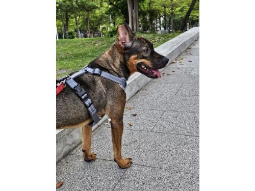 動保處感謝「Pocky」的新家