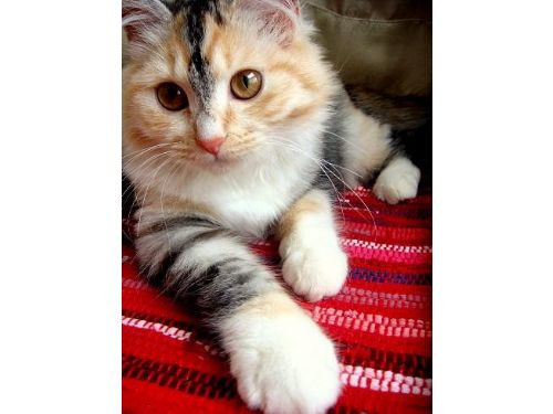 雲林即將提供3千元絕育補助，應對近2萬隻未絕育犬貓問題