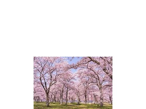 「高知櫻花季提前迎接！遊客準備衝刺」