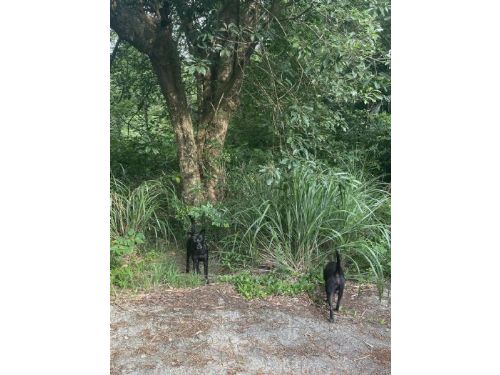 警示飼主：強化寵物管理以預防傷害和事故