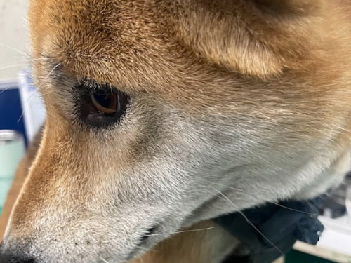 嘉義市警察局協助尋獲失蹤寵物柴犬「財寶」