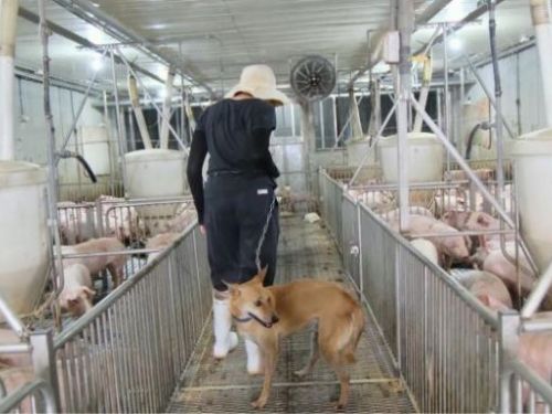 臺南市動保處推出「府城傳家警衛犬」計畫，讓流浪犬找到新家與新使命！