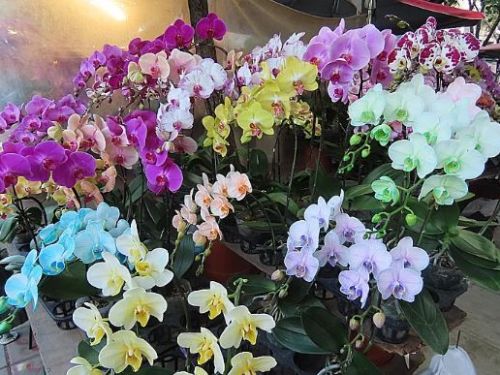 萬物齊漲，高雄勞工花市銅板價不漲，滿園春意可期