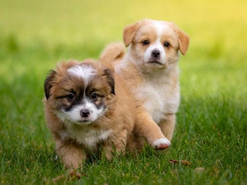 農委會修訂檢疫新規，寵物符合條件可免隔離入境