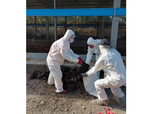 鹽埔鄉土雞場確診H5N1禽流感，養禽業者積極通報情況