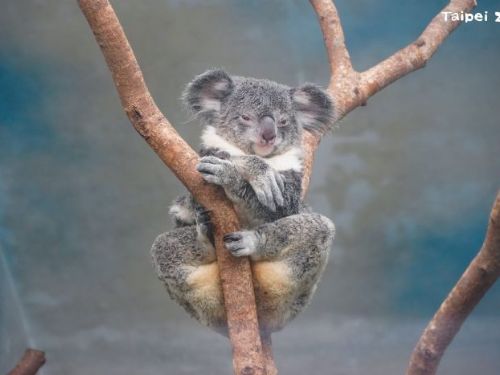 與動物媽媽一起度過難忘的母親節！—台北市立動物園特別活動