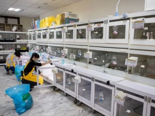 新北市考慮調高非犬貓收容費，最快4月上路，以因應鼠、兔棄養量增加