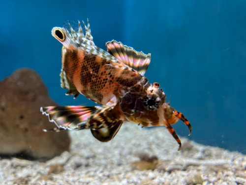 傳統戲曲京劇角色驚現屏東海生館？！ 特殊樣貌與泳姿宛如一場動人演出