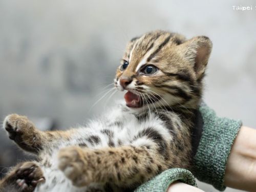 臺北市立動物園喜迎石虎寶寶命名，「捲心蛋」與「捲心糕」帶來新希望！
