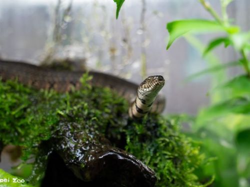 端午節動物園蛇年限定！赤腹游蛇故事陪你包粽、賞蛇、體驗DIY
