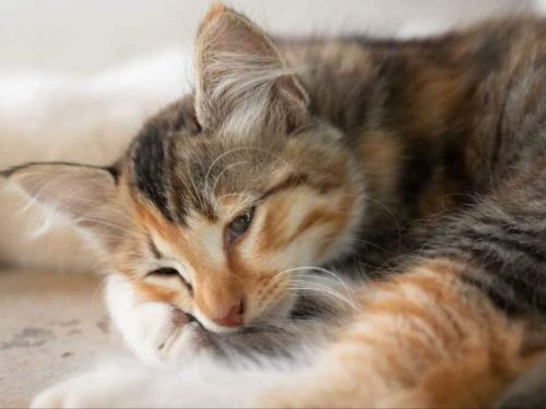 對付挑食貓咪不吃飯的困境，「餓牠兩餐」是正解？專家驚人解答揭露