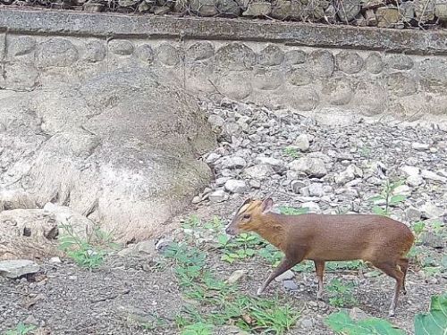 「萌獸」黃喉貂現身屏南保力溪 台灣最南端分布影像首次曝光