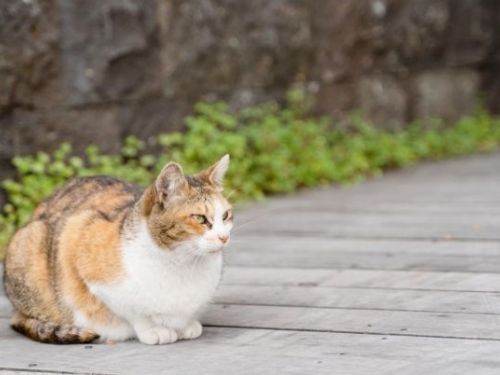 雲林縣開放3000名額給予犬貓絕育補助