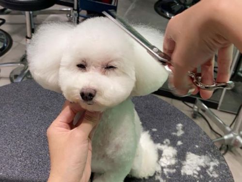 寵物美容：挑選店家最重要的1關鍵，4大糾紛恐致死