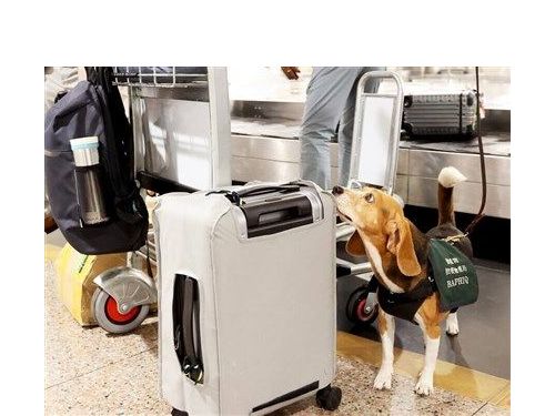 桃園市府擬成立公立寵物醫院，服務十多年的16萬隻毛孩