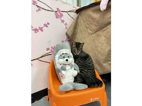 八里動物之家舉辦「毛寶貝歡樂禮物趴」，給毛小寶貝們一個快樂的驚喜！