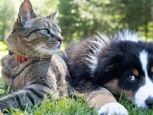 子女成家後從未回家，老人決定將8500萬遺產留給忠心寵物繼承