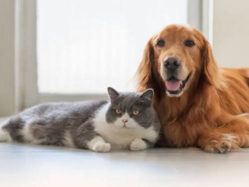 政府應推動建立寵物血庫制度，降低飼主輸血費用