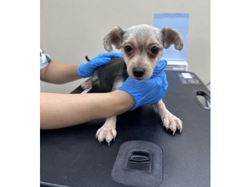 桃園市動保處聯手大溪分局，查獲非法犬隻繁殖案件
