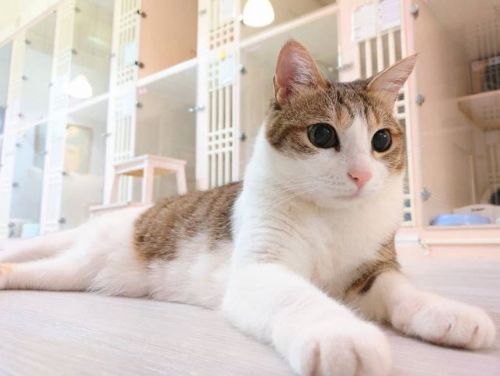 臺北市動物安養機構112年度評鑑成績亮眼，113年度擴增10家高水準照護機構