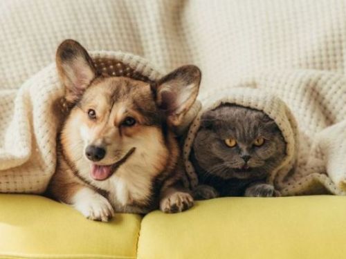 「這裡」是毛孩清潔最容易疏忽的部位！5個你可能不知道的寵物清潔要點