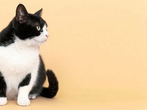 貓能讀懂主人的膚色和行為的證據