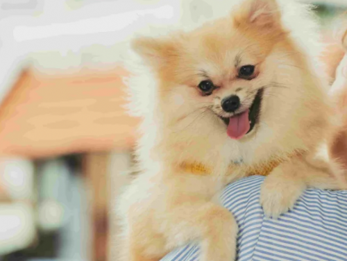 狗狗掉毛成痛點！多樣原因需因病因而異，專家建議及早治療」