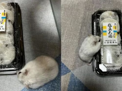 「義氣鼠」誤將「豆大福」當同類！心急敲殼救援：「撐著點我來了」