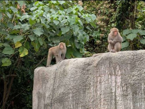 推動人猴友善共存　壽山動物園「獼猴探險隊」寓教於樂獲好評