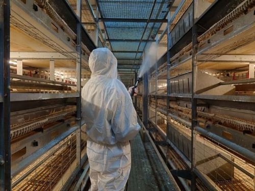 強化禽流感防疫措施，防止疫情擴散