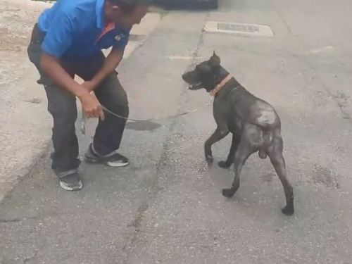 動保處嚴正處理虐待動物事件，呼籲飼主尊重動物權益