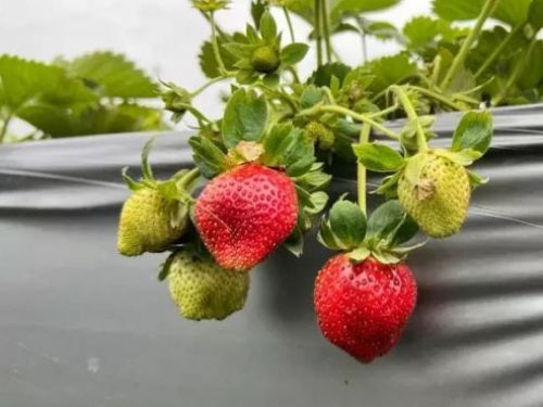 南台灣採草莓好去處  省道旁農場1月下旬迎來草莓盛產季