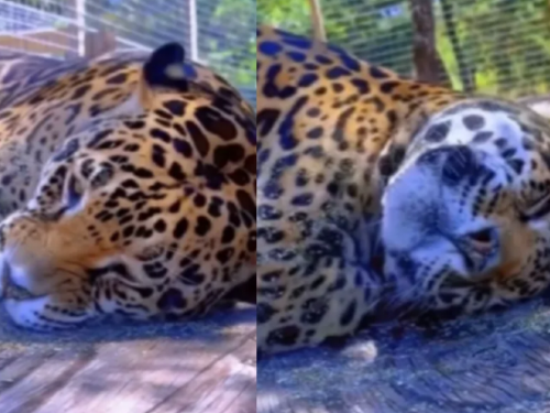 美洲豹吸食貓薄荷成大貓貓，網友笑稱其「醉酒模樣」可愛