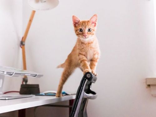 富邦產險推出全新寵物險，幼犬貓每月保費低至300元，醫療補償比例高達80%