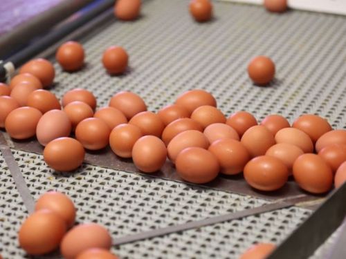 日本蛋荒︱3月雞蛋批發價創42年新高　18家餐飲企業停售蛋料理