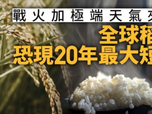 全球稻米遇20年最大短缺　烏戰與極端氣候恐推高米價至明年