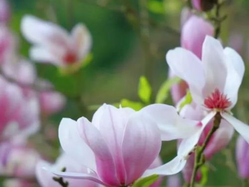 粉嫩木蓮花與淡水楓樹共襄盛景，兩座花園歡迎賓客