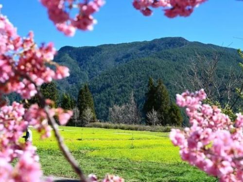 武陵農場櫻花季準備落幕，美景延續「油菜花海」