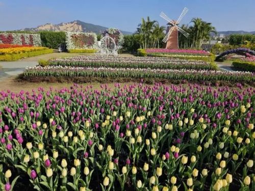 冬天花園最美鬱金香花季開跑 30萬球中社花市陸續綻放