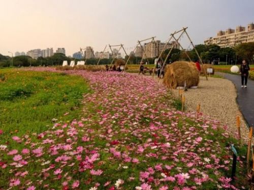古亭河濱公園3000坪「大波斯菊花海」成為熱門打卡點，設有光球、稻草捆及船型眺望台，捷運輕鬆到達