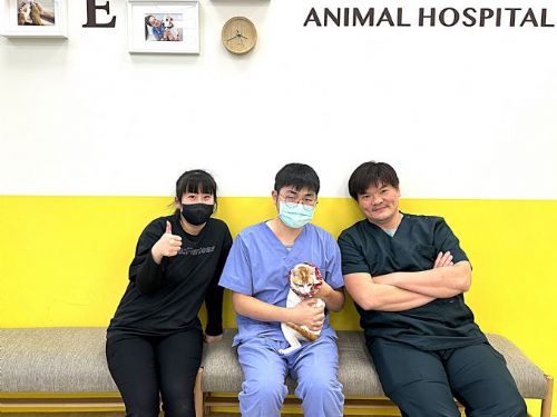 春節期間動保處守護毛孩，提供不間斷醫療與照護服務