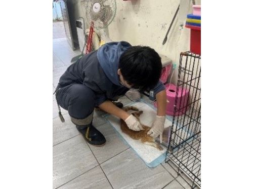 苗栗動物保護教育園區（苗收）關愛犬隻，積極推廣健康管理