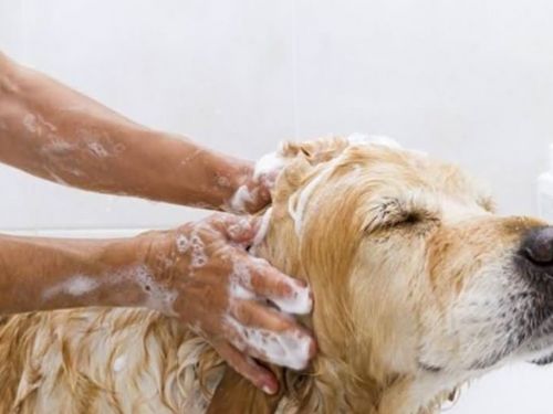 新手須知！如何幫自家寵物洗澡