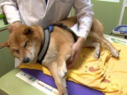 「寵物中醫」趨勢，貓狗也能受益於針灸治療