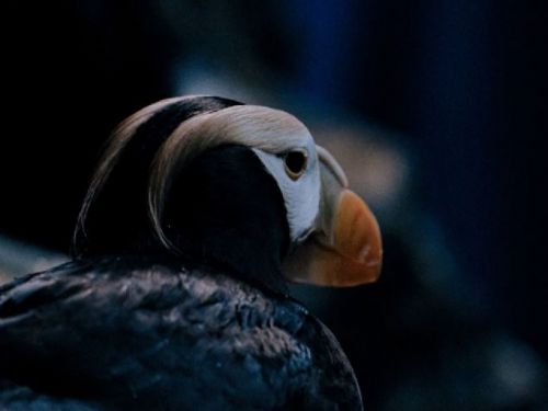 夏季戀曲與海洋奇蹟：屏東海生館最新消息